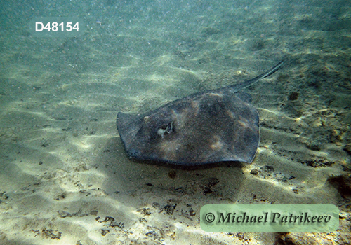 Southern Stingray (Dasyatis americana or Hypanus americanus)